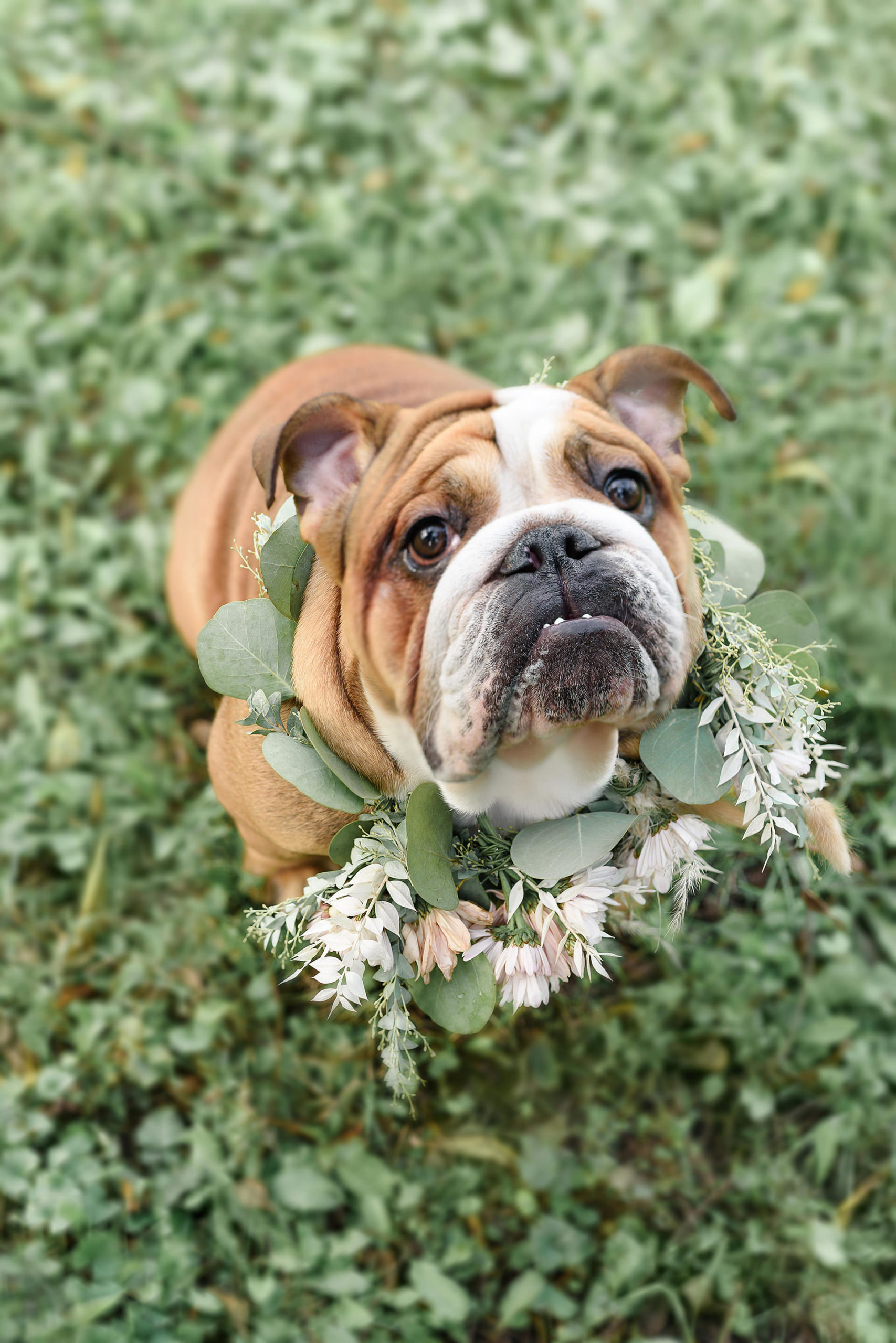Wedding florals for dog